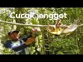 Download Lagu Cara mikat burung cucak jenggot