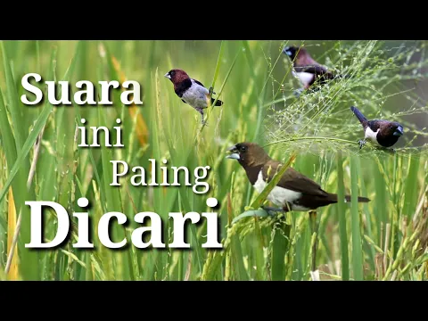 Download MP3 SUARA PIKAT BURUNG EMPRIT ATAU PIPIT