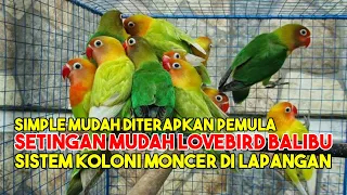 Download Tips Mudah Bermain Lovebird Balibu Koloni ala Mbah Cun SKIP BC MP3