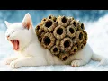 Download Lagu Kitten’s Agonizing Plea: Brave Rescue Team Save a Tiny Soul from Agonizing Pain #rescue #cat
