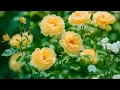 Download Lagu Stress- en angstverlichting: vredige melodieën voor een kalm hart en diepe ontspanning 🍃 Weg met ...