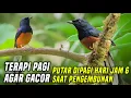 Download Lagu Terapi Suara Burung Murai Pagi Hari | Suara Pancing Burung Murai Agar Gacor Saat Digantangan
