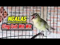 Pleci NGALAS Cing Cuit Wit Wit