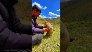 Compiled Marmot’s Cookie Delight in Slow Motion