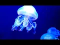 Download Lagu Video latar belakang gratis | Ubur-ubur | Bawah laut | Biru (no copyright)