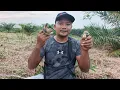Lagu Keseruan ngejar anakan burung cendet yang baru keluar dari sarang