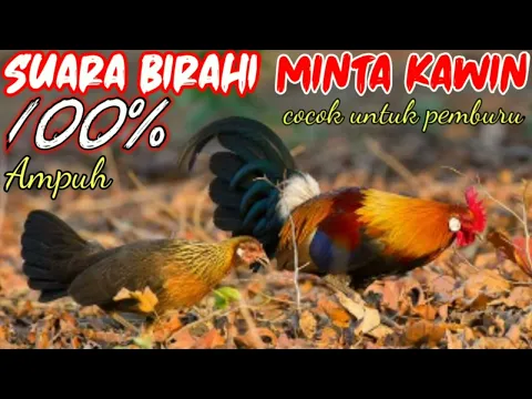 Download MP3 Suara Pikat ayam hutan Birahi 100%pasti mendekat