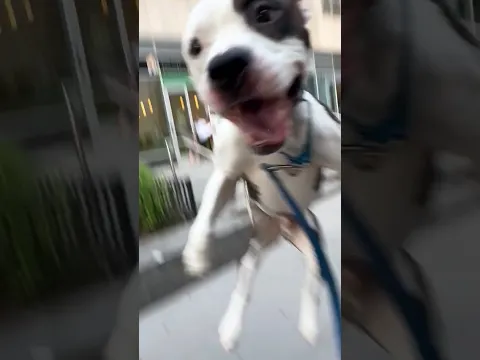 Funny Dog Video Compilation  #dogs #funny #pets