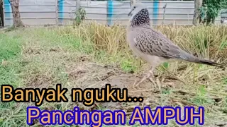 suara tekukur pikat banyak nguku ampuh untuk pancingan 