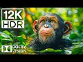 Download Lagu Jungle Wildlife in 12K HDR Dolby Vision | Amazone-regenwoud met bioscoopgeluid