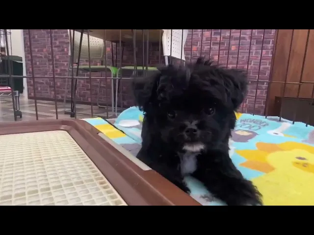 動画
