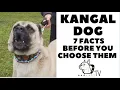 Before you buy a dog - THE KANGAL