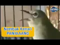 Download Lagu Pleci nembak full kenarian panjang Cocok buat masteran