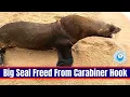 Download Lagu Big Seal Freed From Carabiner Hook