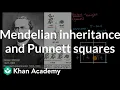 Mendelian inheritance and Punnett squares High school biology Khan Academy