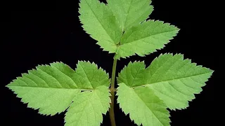 Biome Wikipedia article