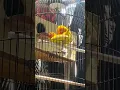 persetubuhan burung lakbert