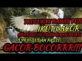 Download Lagu SUARA TRUCUKAN BETINA MINTA KAWIN//99,9%PANCINGAN TRUCUKAN PALING AMPUH,BUKTIKAN SENDIRI!!