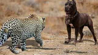 Times Animals Messed With The Wrong Opponent !