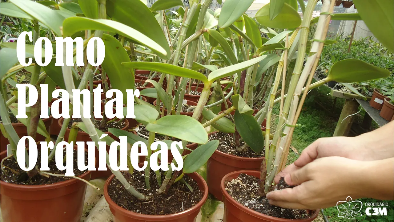 COMO PLANTAR ORQUÍDEAS