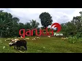 Download Lagu CARA MENGOBATI PENYAKIT SCABIES ATAU GUDIK PADA KAMBING