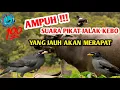 Lagu Suara pikat jalak keboTerbaru 2021 ampuh yang jauh akan merapat!!!