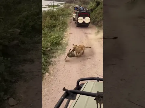 lion attack baboon