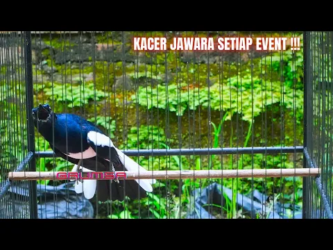 OCEHAN KACER TOP GACOR DORRR ll JUARA FULL MATERI MEWAH 2022