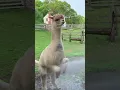 Download Lagu Cute Alpaca LOVES Taking a Shower!