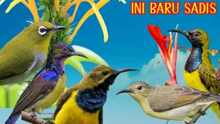 the attractive sound of small ferocious birds sogon combination of korlap and pleci