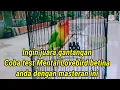 Download Lagu MASTERAN LOVEBIRD BETINA FIGHTER