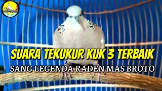 suara tekukur kuk 3 terbaik sang legenda raden mas broto