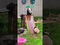 The panda climbs the slide, keeps slipping down, fails one after another —super funny! #panda #cute