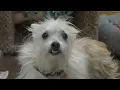 Leigh s Lost and Found Digital Extra Meet C A R E s longest shelter residents