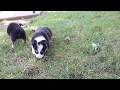 Pembroke Welsh Corgi Puppies for Sale