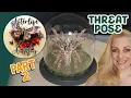 Tarantula Taxidermy Part 2 - Mounting a full THREAT POSE