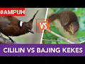 Download Lagu TERAPI BURUNG MACET BUNYI AMPUH|MASTERAN CILILIN DAN BAJING KEKES