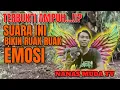Download Lagu SUARA PIKAT RUAK RUAK YANG SANGAT AMPUH PAGI SIANG SORE MALAM INI SUARA SAYA PAKAI DALAM VIDEO SAYA
