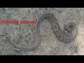 Download Lagu Russell's viper snake Hissing sound