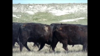 44 - Black Angus Fall Calving Cows