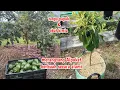 Lagu NYESEL GAK DARI DULU begini cara agar pohon Alpukat cepat berbuah
