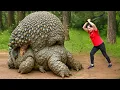 Download Lagu Harvesting Devil's Turtle Yam \u0026 Go to Market Sell | Set Traps Giant Turtle and Catfish | Lý Thị Hằng
