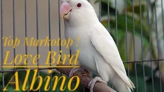Download BIKIN MERINDING! Love Bird Albino Ngekek Panjang MP3