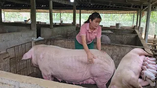 Download Insemination of sows.  In this way, the sow will give birth to many piglets. (Episode 161). MP3