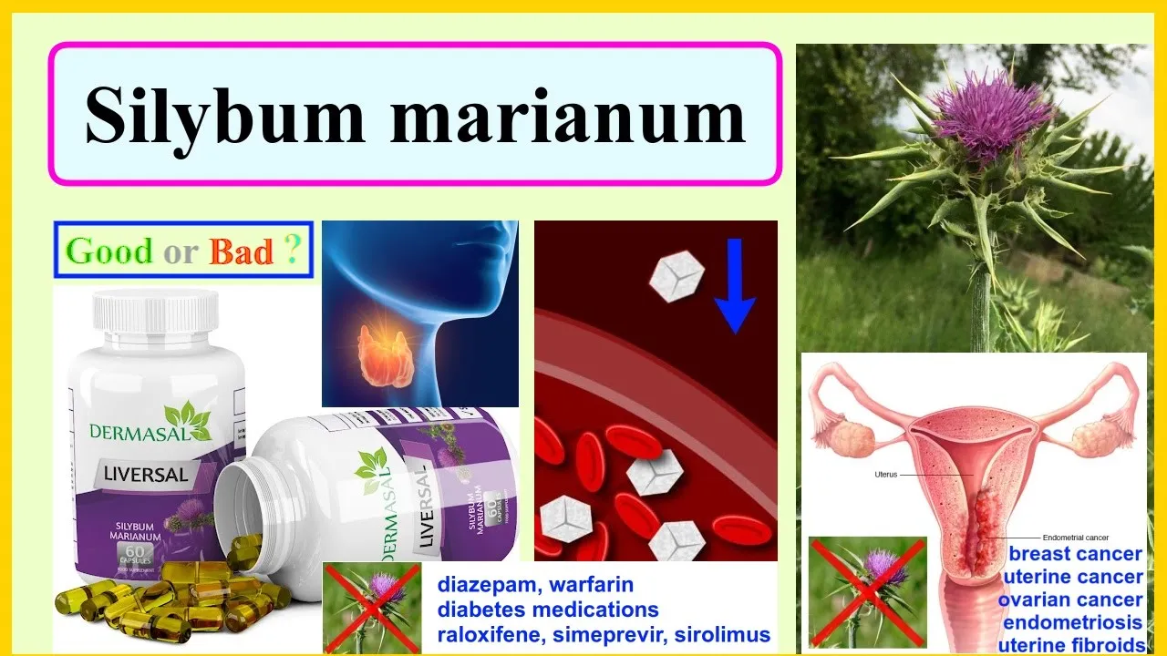 Outline Video Silybum marianum