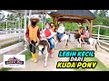 Download Lagu Naik Kuda Miniature Pony di Cimory Dairy Land Puncak