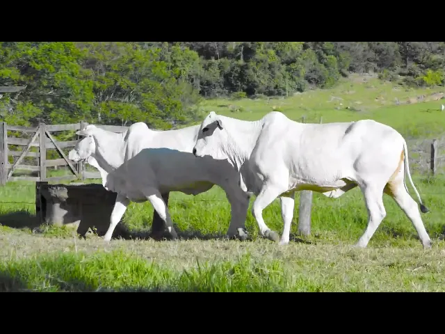 2 Matrizes Nelore Mocho P.O.