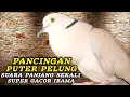 Download Lagu Terbaru Puter Pelung Suara Panjang Sekali Irama Aduhai Syahdu Buat Pancingan ‼️