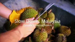 slow down malaysia harvesting durian at my grandparents backyard episode 1