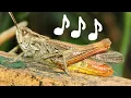 Download Lagu Konik polny (Konik pospolity)- dźwięk, odgłos, koncert, gra /Grasshopper -sound, concert, play, sing